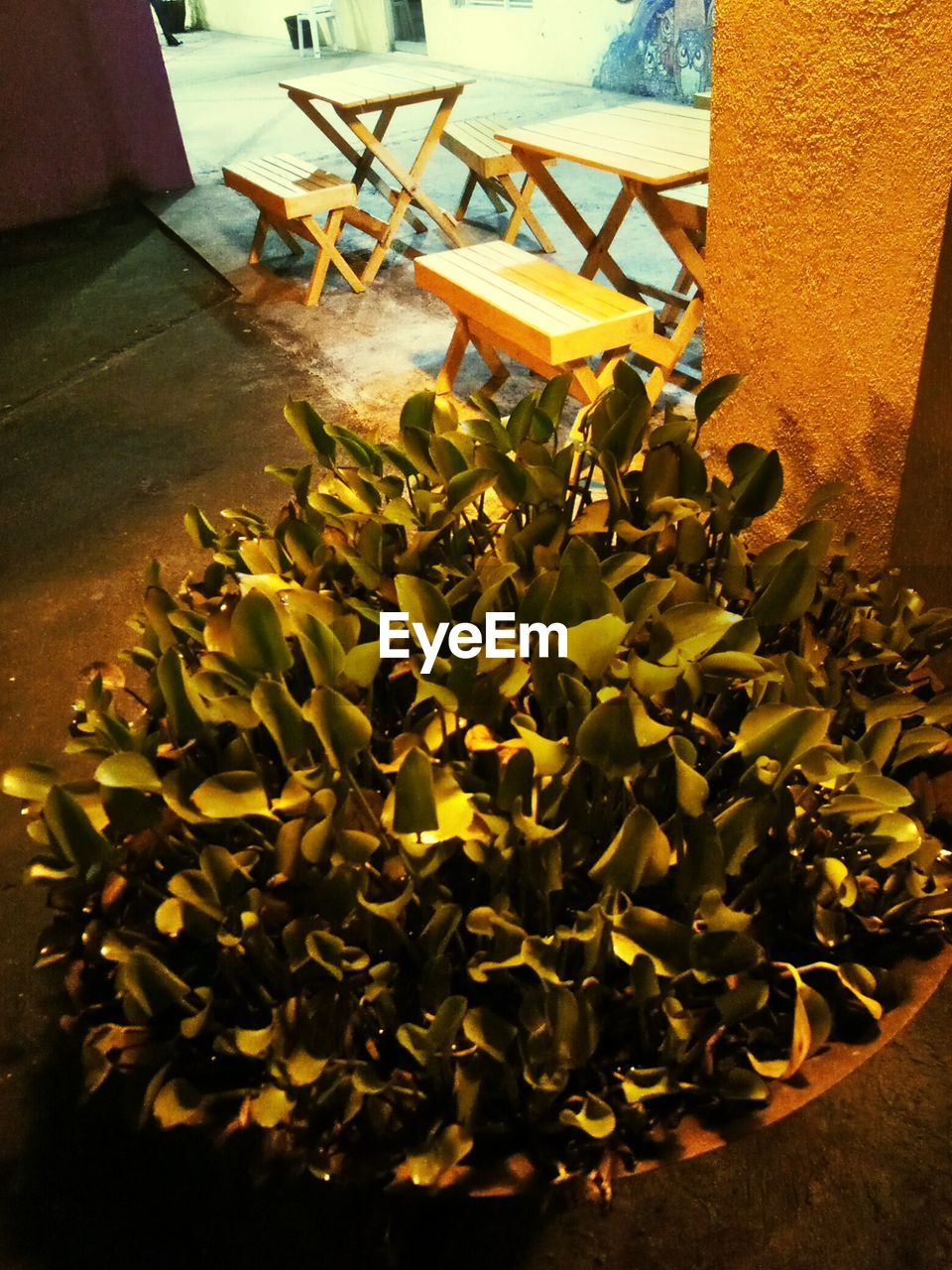 CLOSE-UP OF YELLOW FLOWERS ON TREE