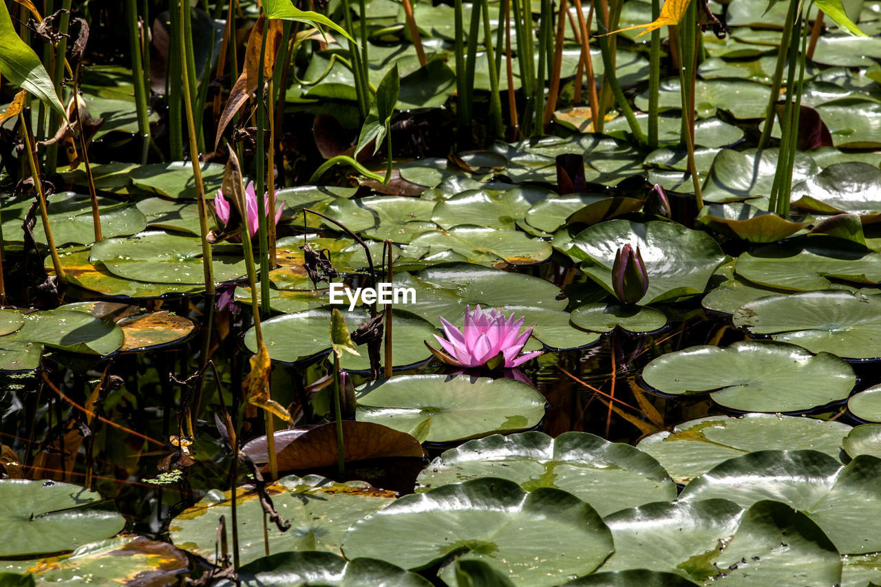 Close-up of lotus water lily in pond