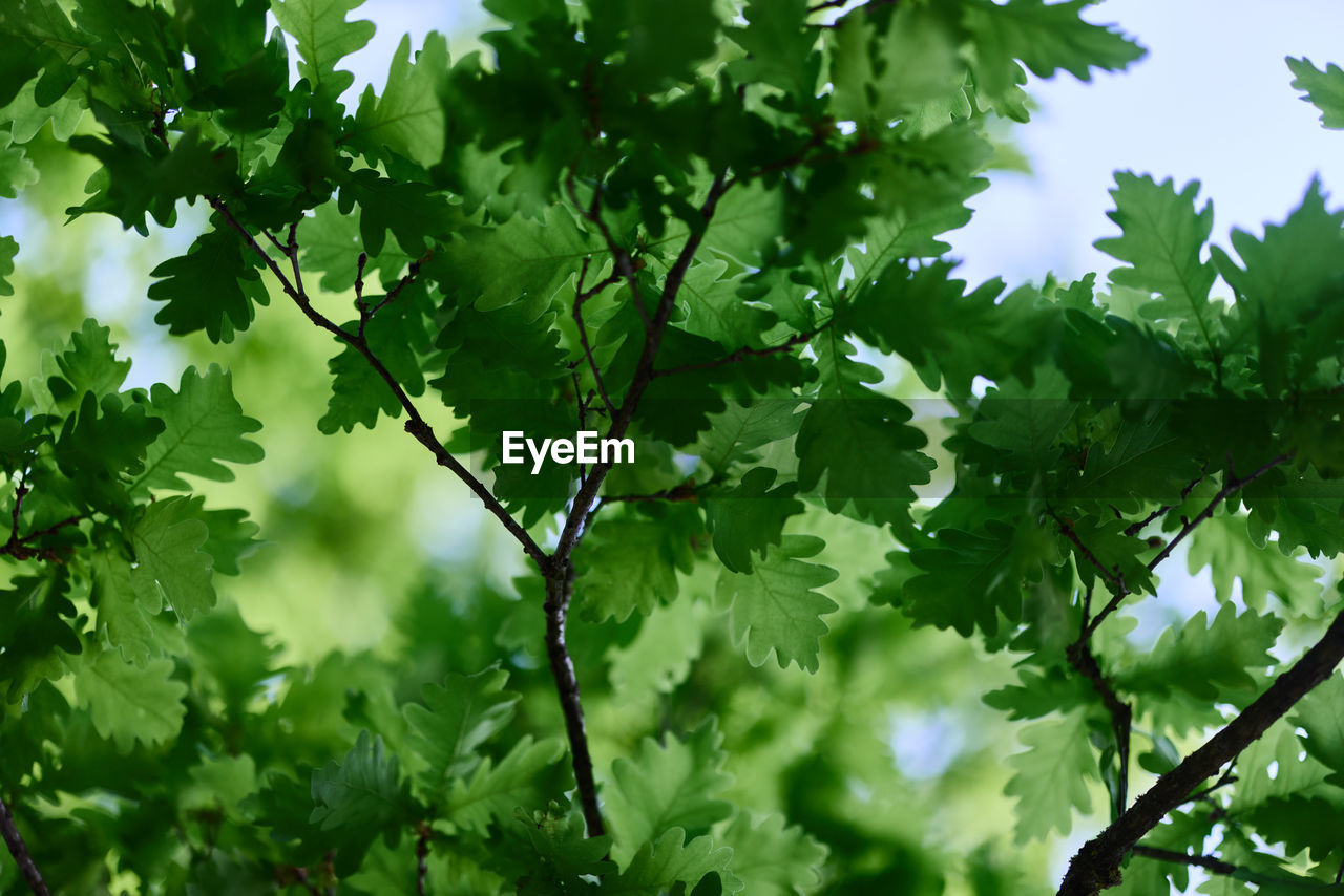 plant, tree, green, leaf, plant part, branch, nature, growth, beauty in nature, no people, food and drink, sky, maple, sunlight, freshness, outdoors, food, flower, backgrounds, environment, produce, day, land, low angle view, healthy eating, lush foliage, foliage, summer, forest