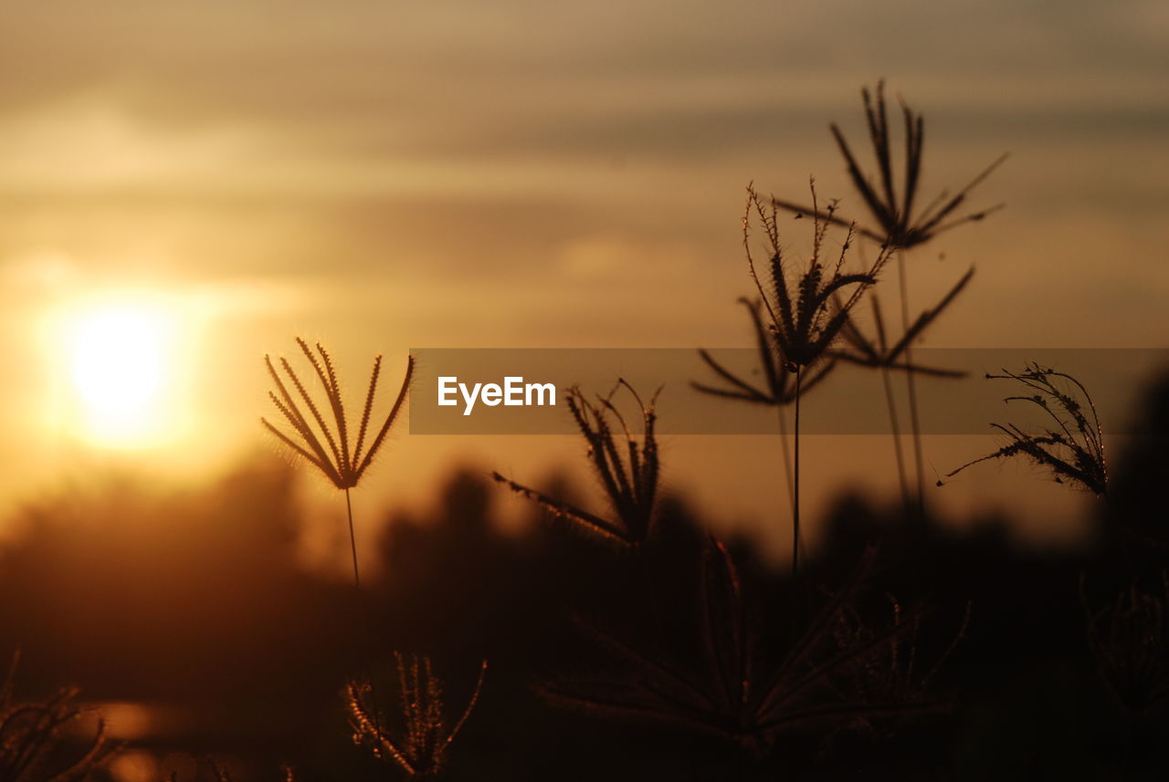 Close-up of silhouette plants against sunset sky