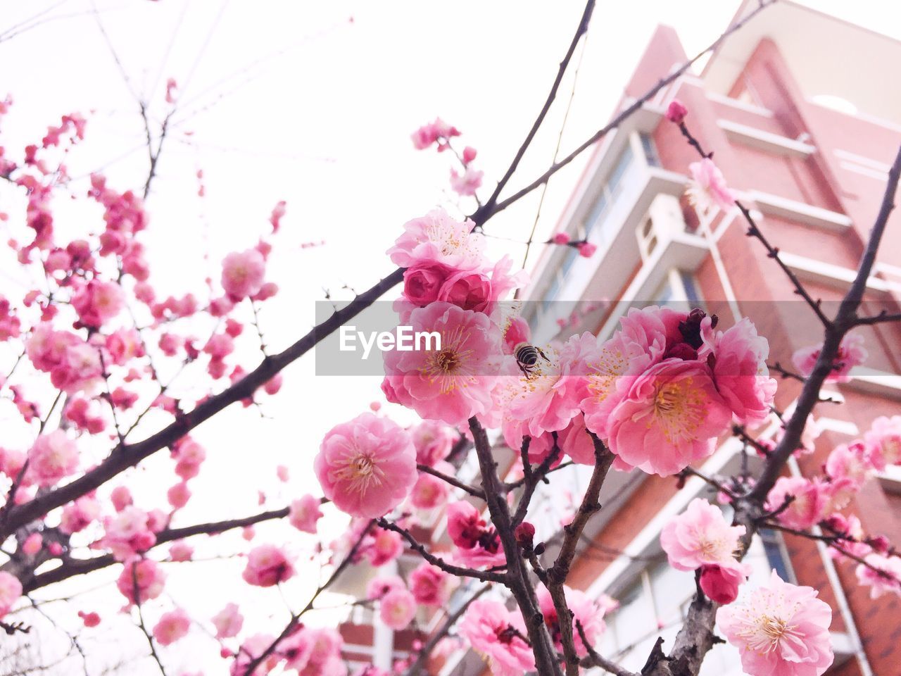 Low angle view of pink flowers