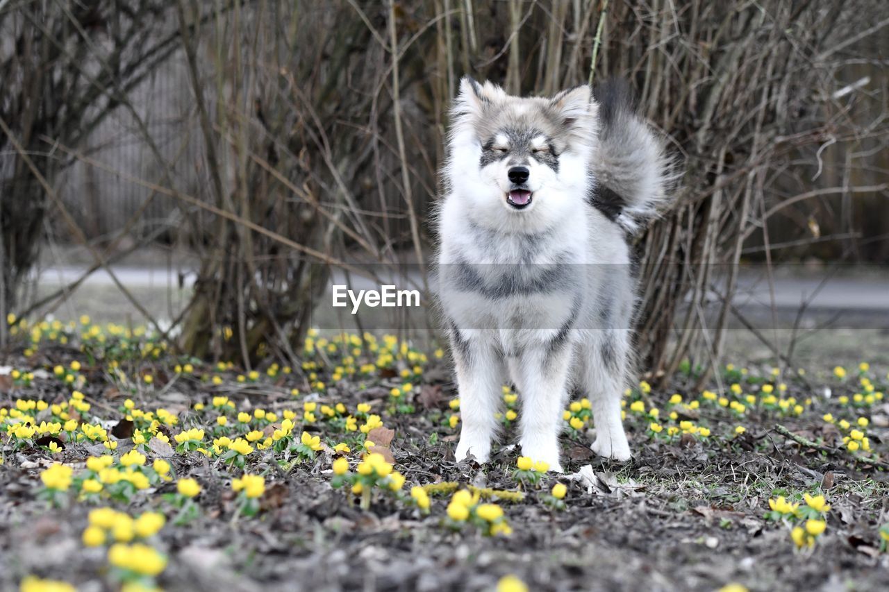 Portrait of a young puppy finnish lapphund dog standing in flower field
