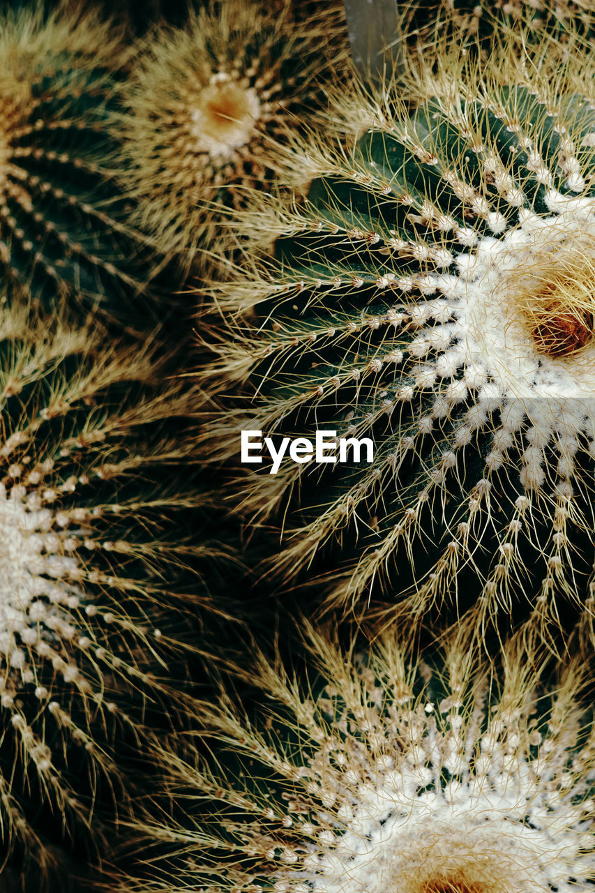 Full frame shot of barrel cactus