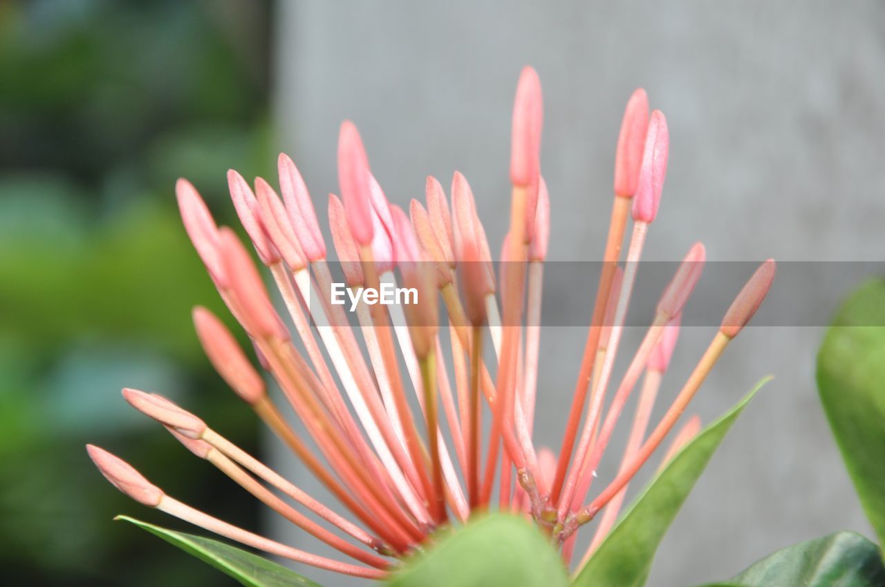 Close-up of flower