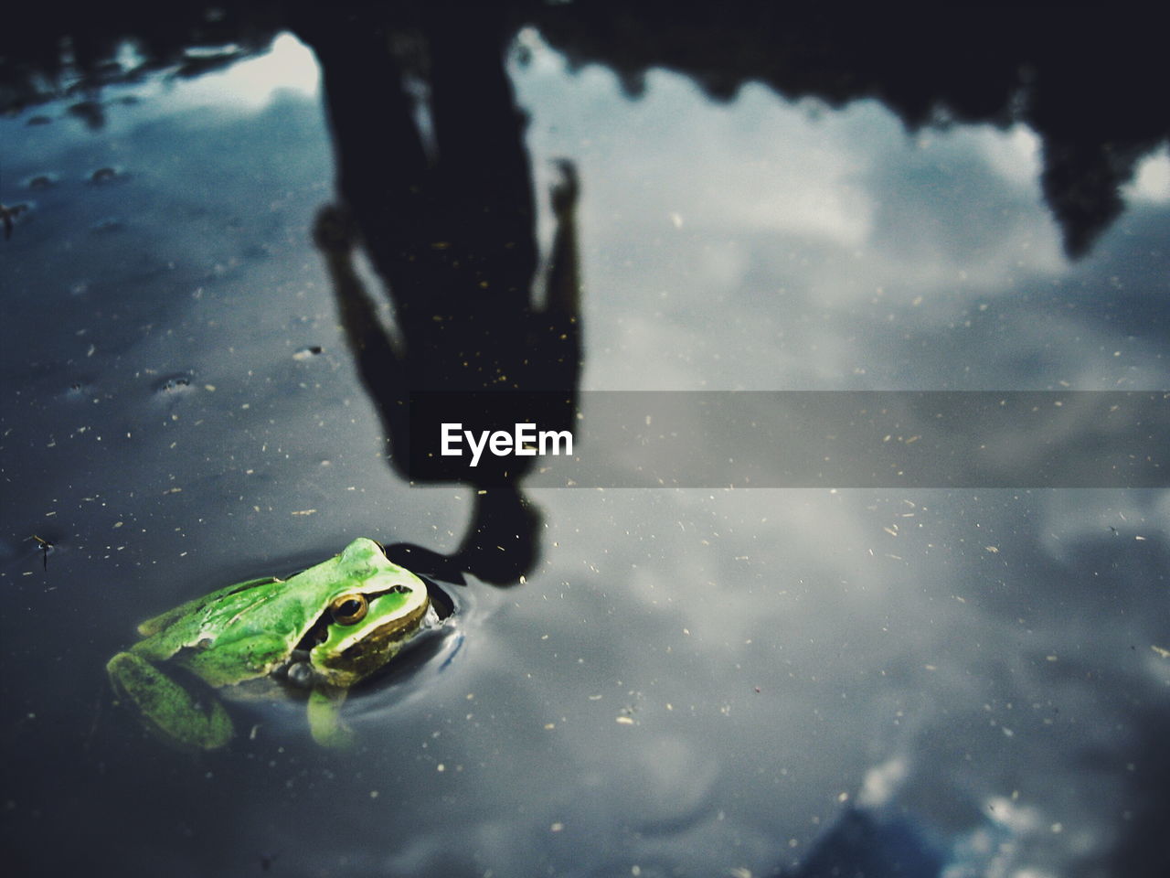 High angle view of man reflecting by frog in water