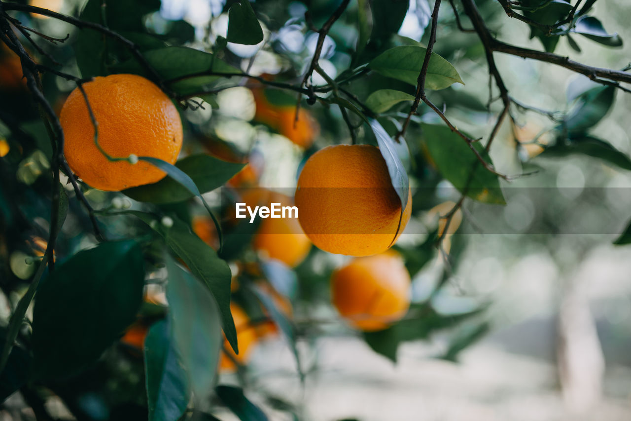 Orange fruits on tree