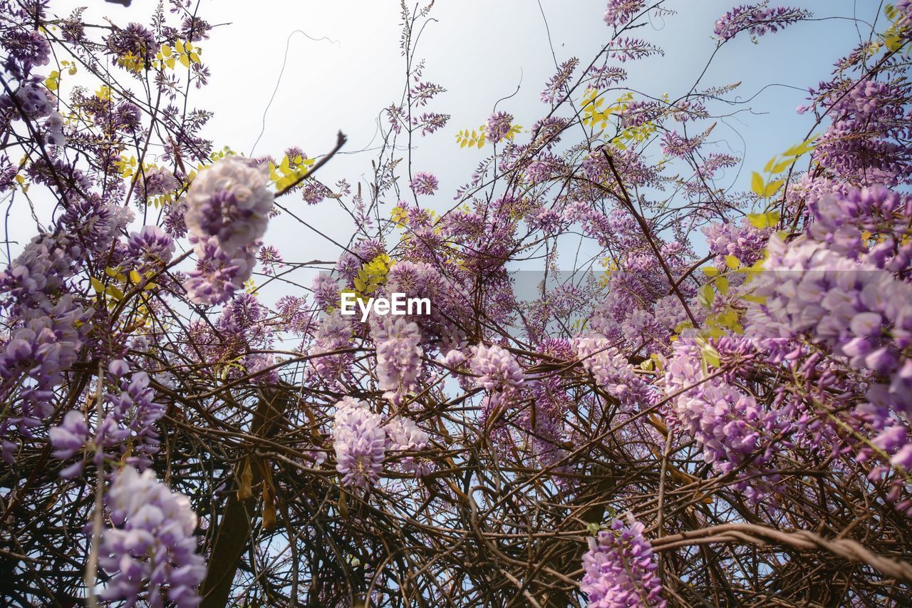 Low angle view of pink flowers blooming in park