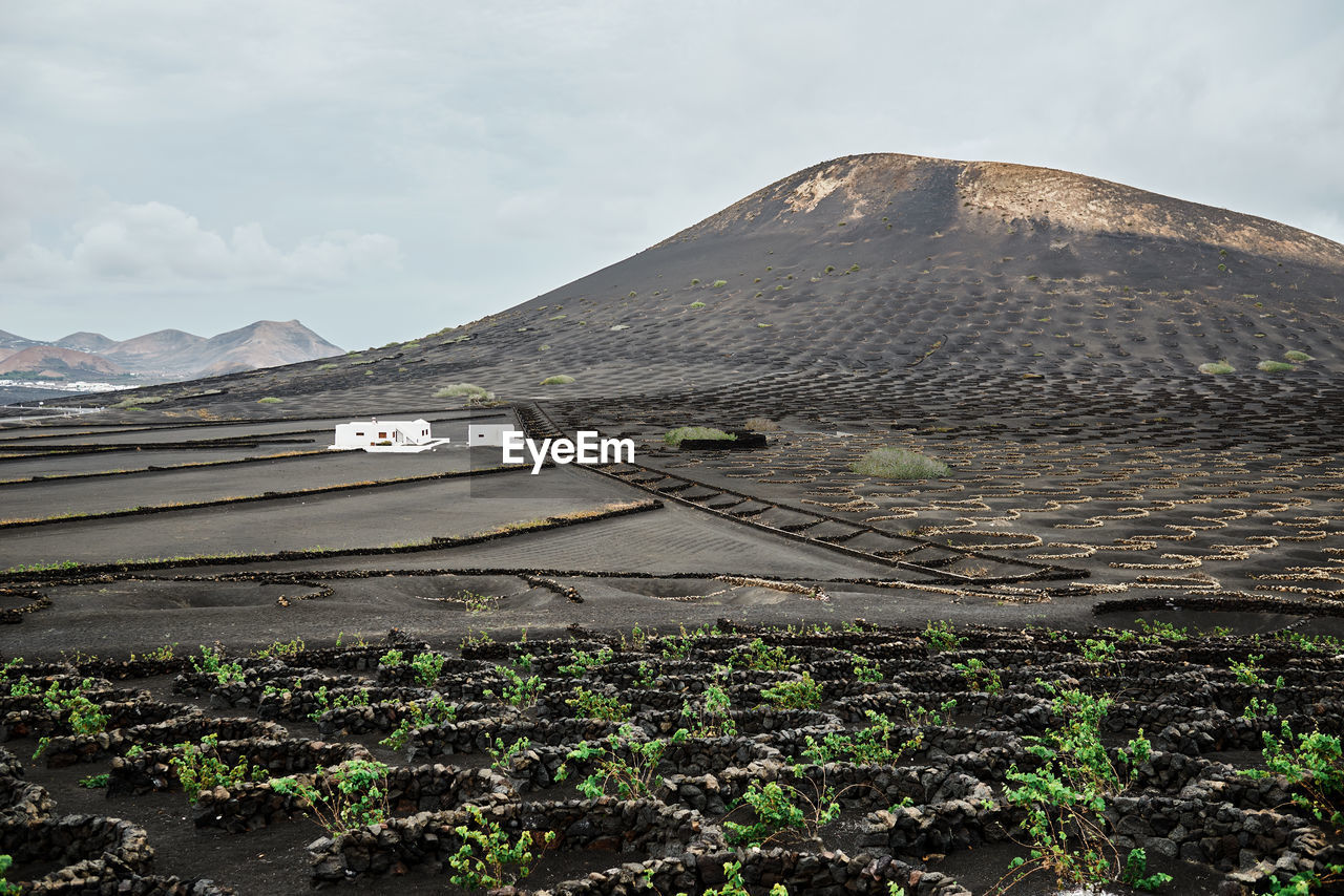 Agricultural fields with green plants and white farm house located near hill on cloudy day in fuerteventura, spain