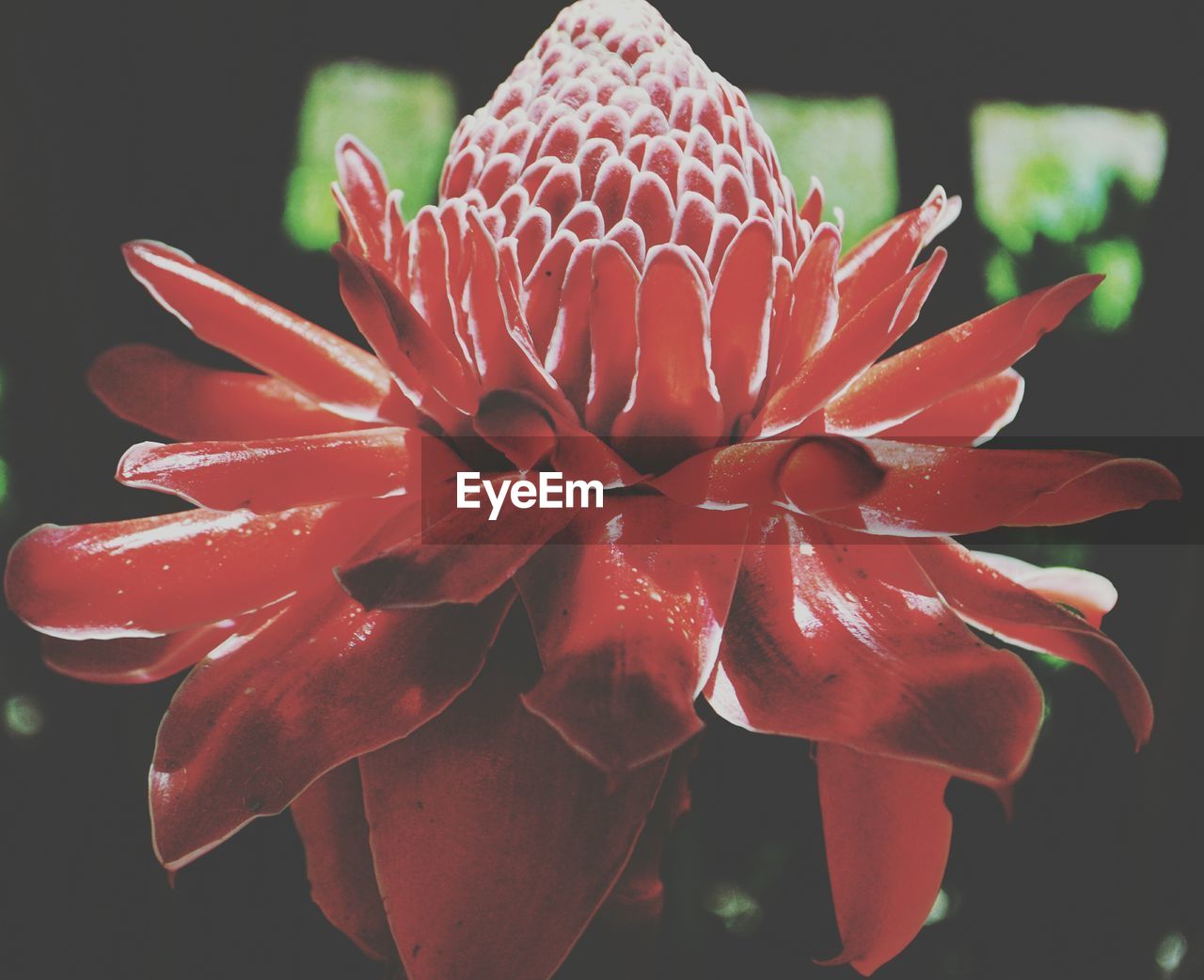 CLOSE-UP OF WATER LILY