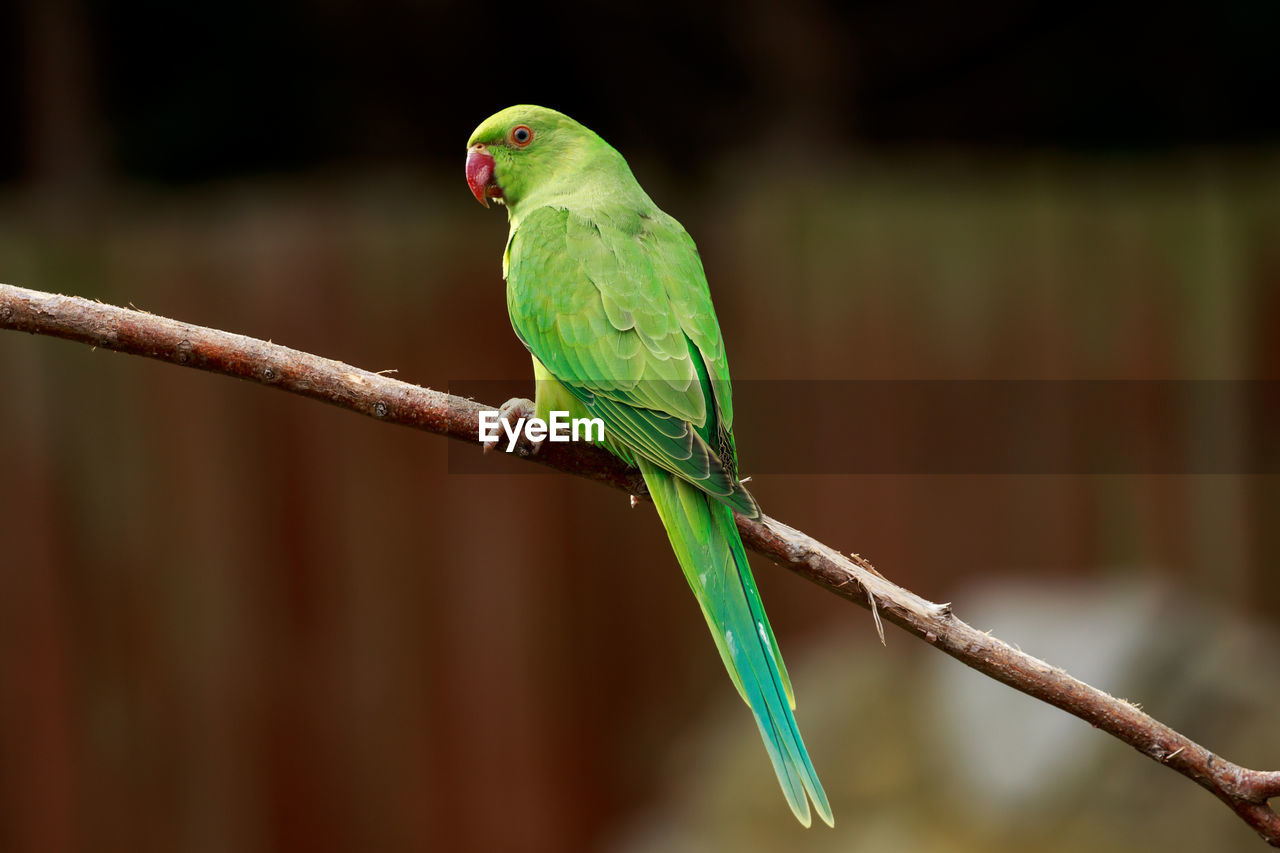 Close-up of parrot perching on plant