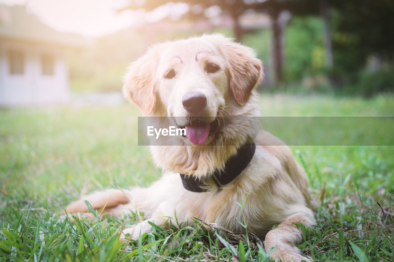 CLOSE-UP OF A DOG ON FIELD