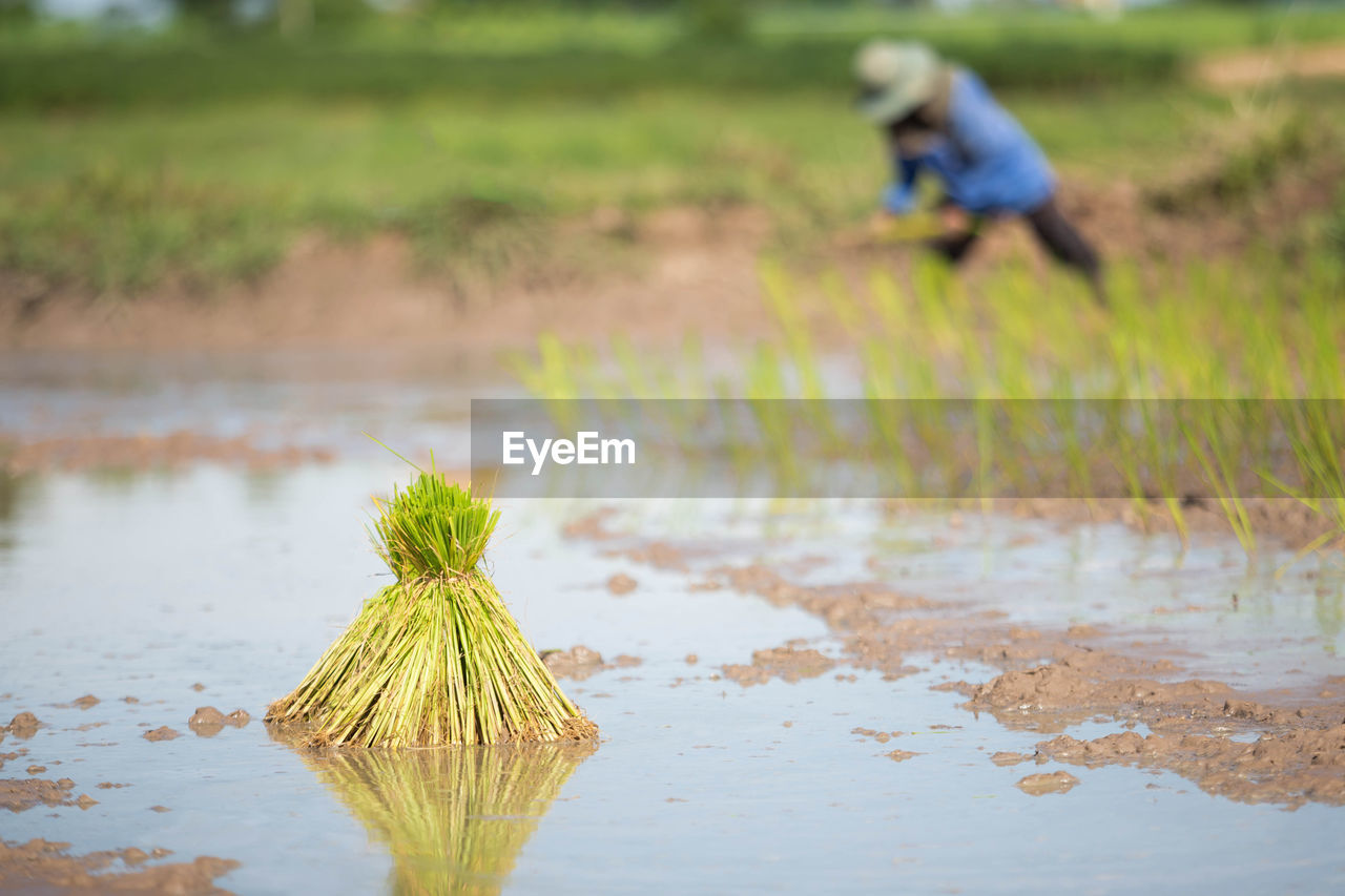 Rice planted on rice fields.