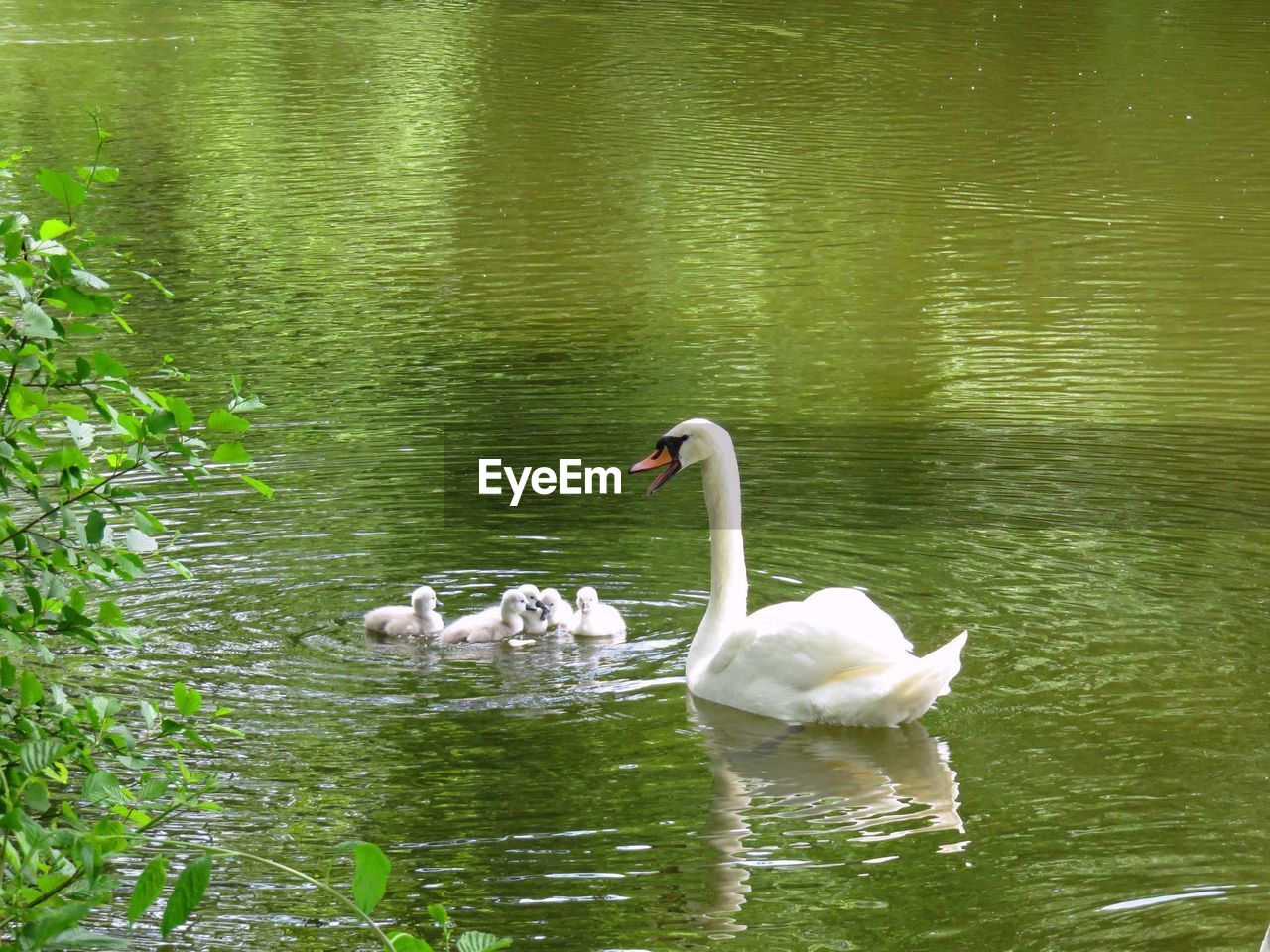 WHITE SWIMMING IN WATER