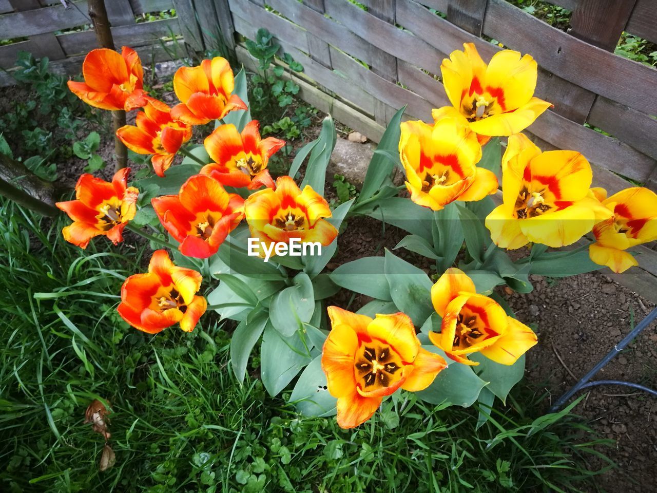 HIGH ANGLE VIEW OF ORANGE FLOWERS ON FIELD