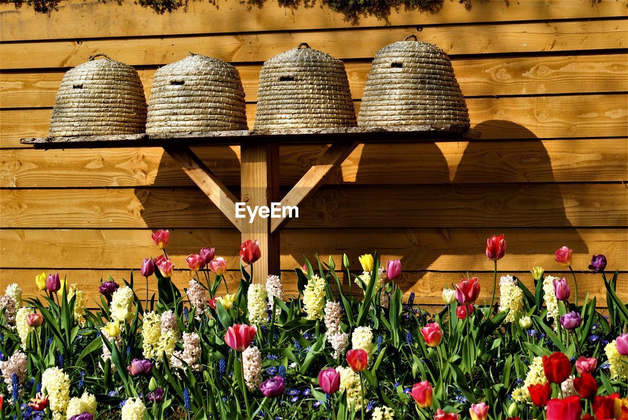 CLOSE-UP OF FLOWERING PLANTS BY WOOD