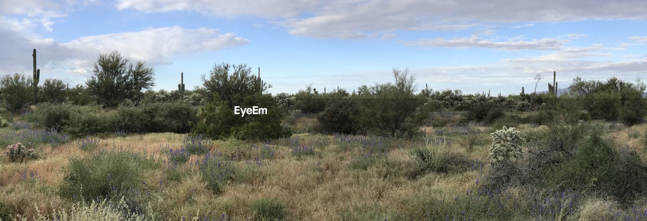 PLANTS GROWING ON LAND