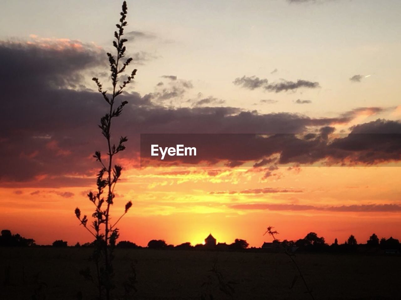 SILHOUETTE TREE ON FIELD AGAINST SKY AT SUNSET