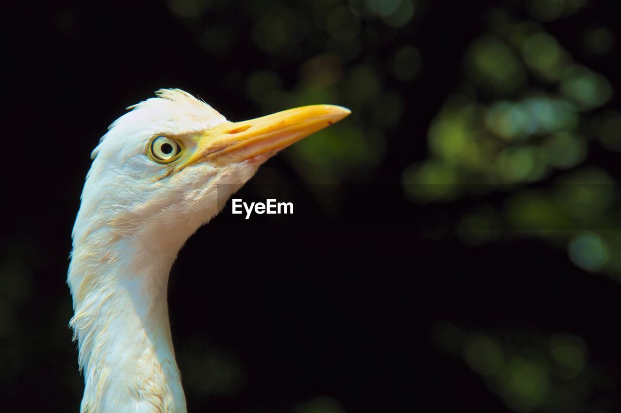 Close-up of great egret