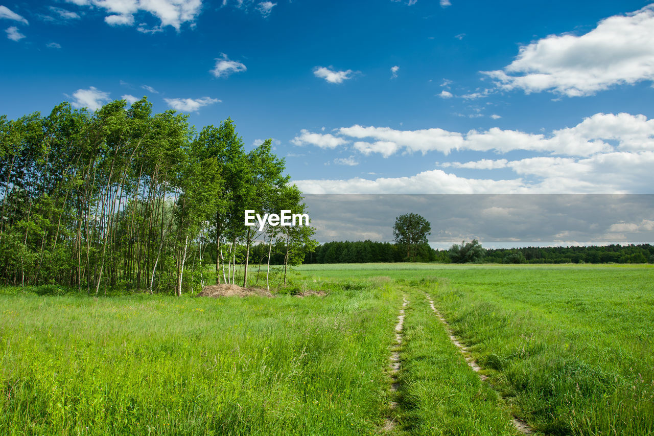 Scenic view of field against sky