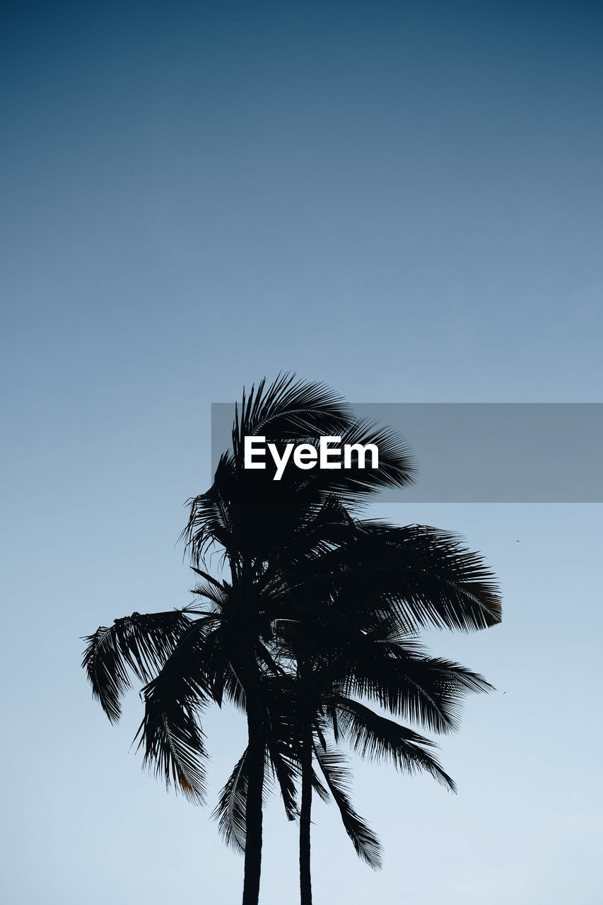 Low angle view of silhouette coconut palm tree against clear sky