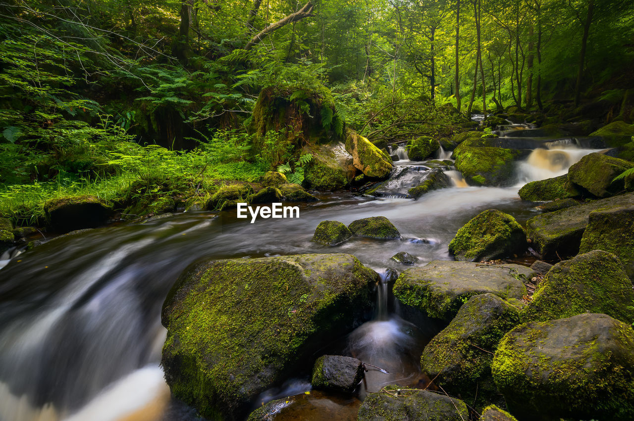 Stream flowing through rocks in a mystical forest