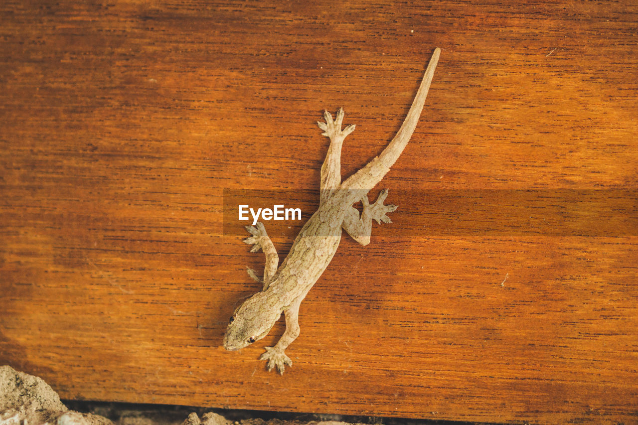 CLOSE-UP OF LIZARD ON WOOD