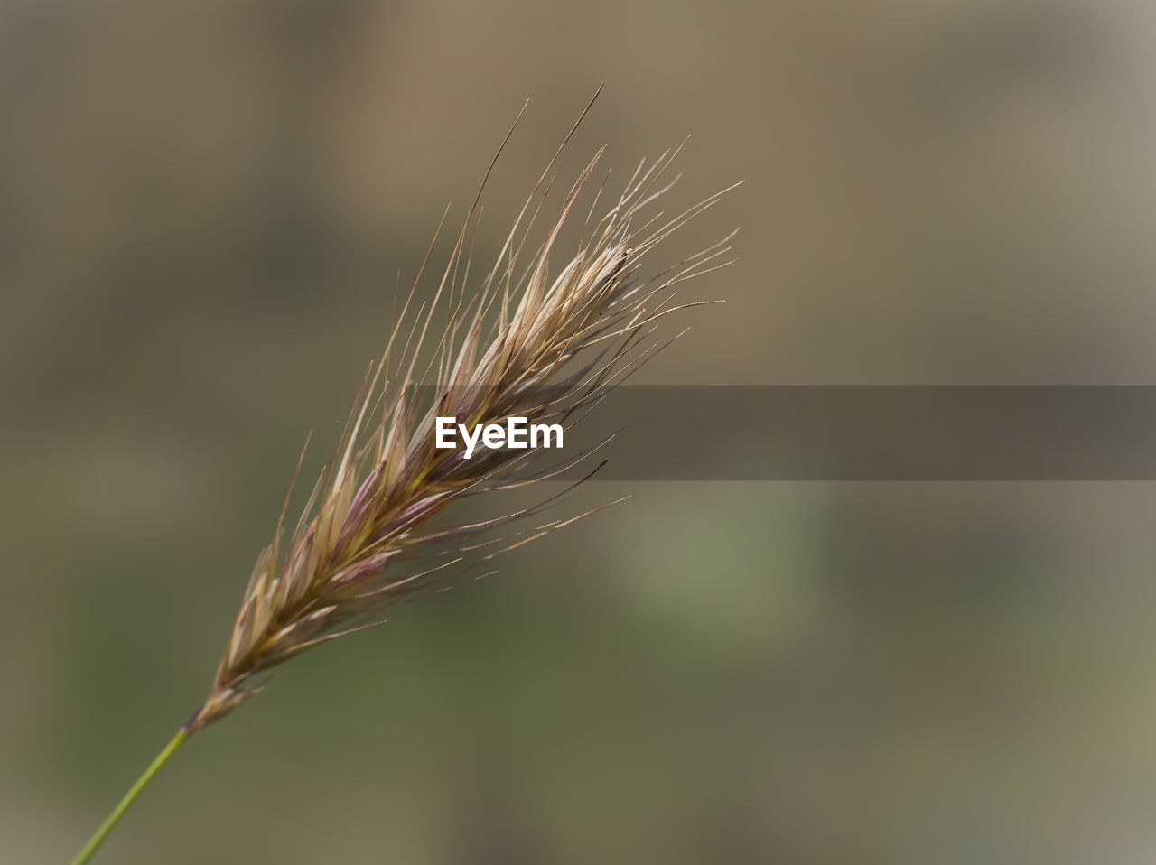 Close-up of wheat growing on field