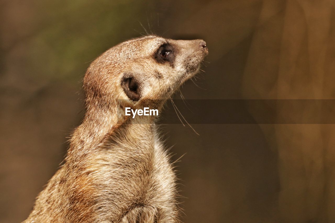 Close-up of  meerkat 