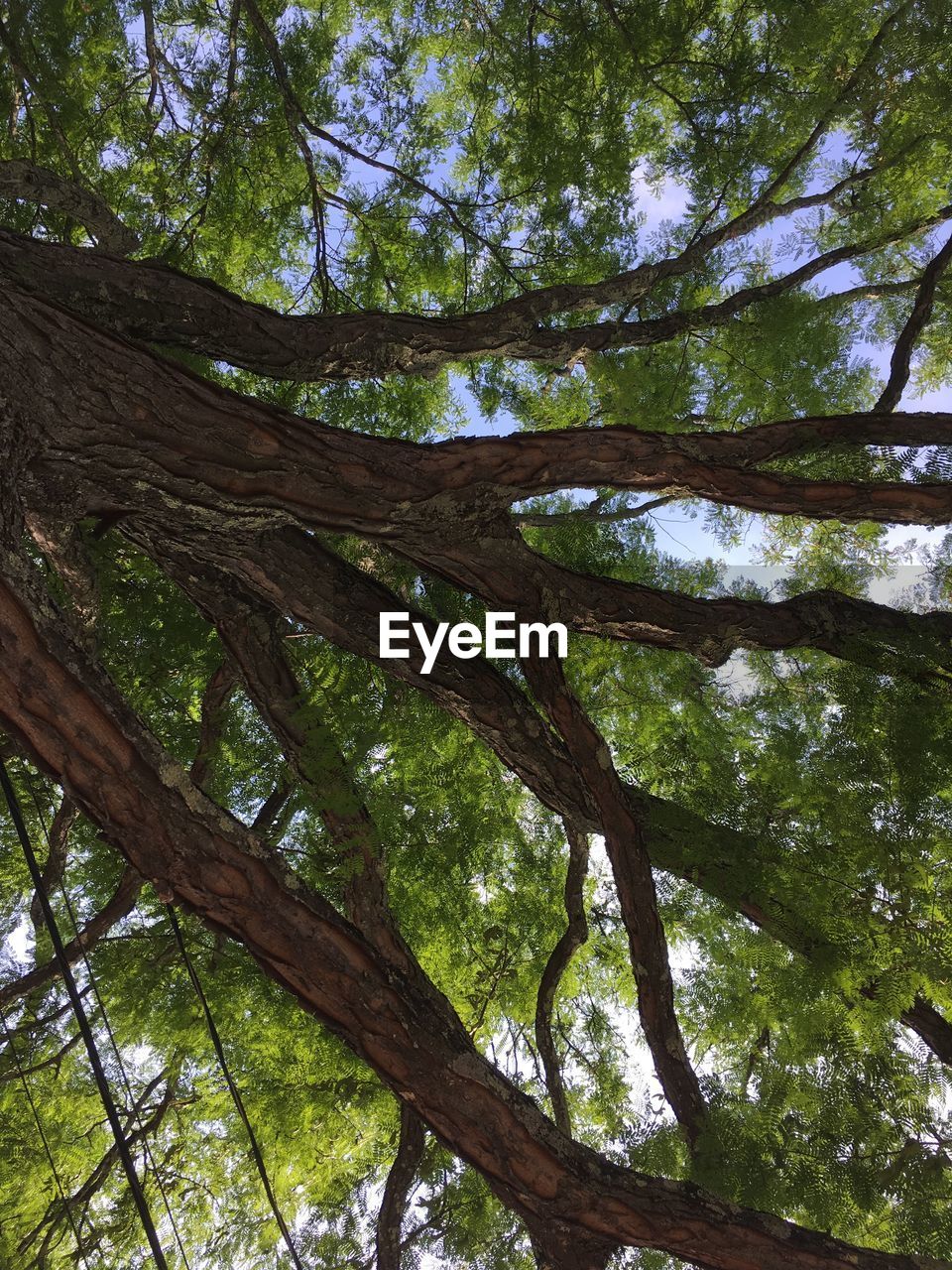 LOW ANGLE VIEW OF TREE TRUNK