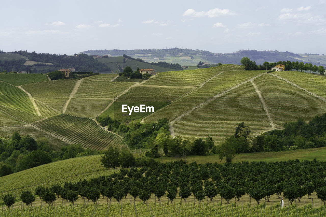 PANORAMIC SHOT OF AGRICULTURAL FIELD AGAINST SKY