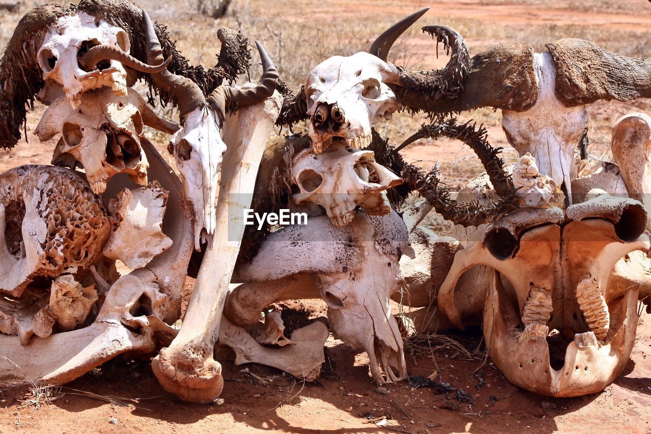 CLOSE-UP OF ANIMAL SKULL ON THE LAND