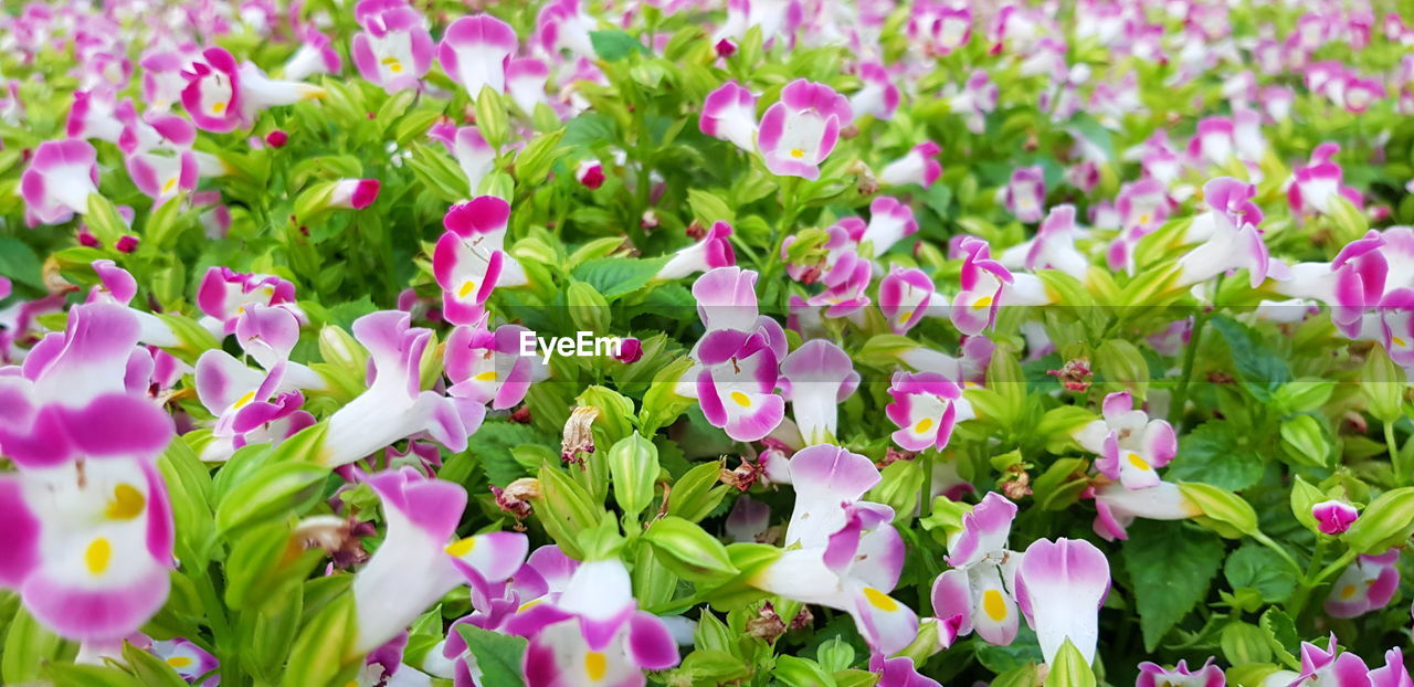 CLOSE-UP OF PINK FLOWERING PLANTS IN BLOOM