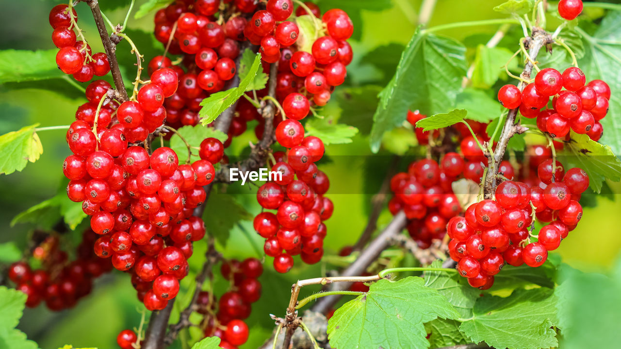 close-up of red berries growing on plant