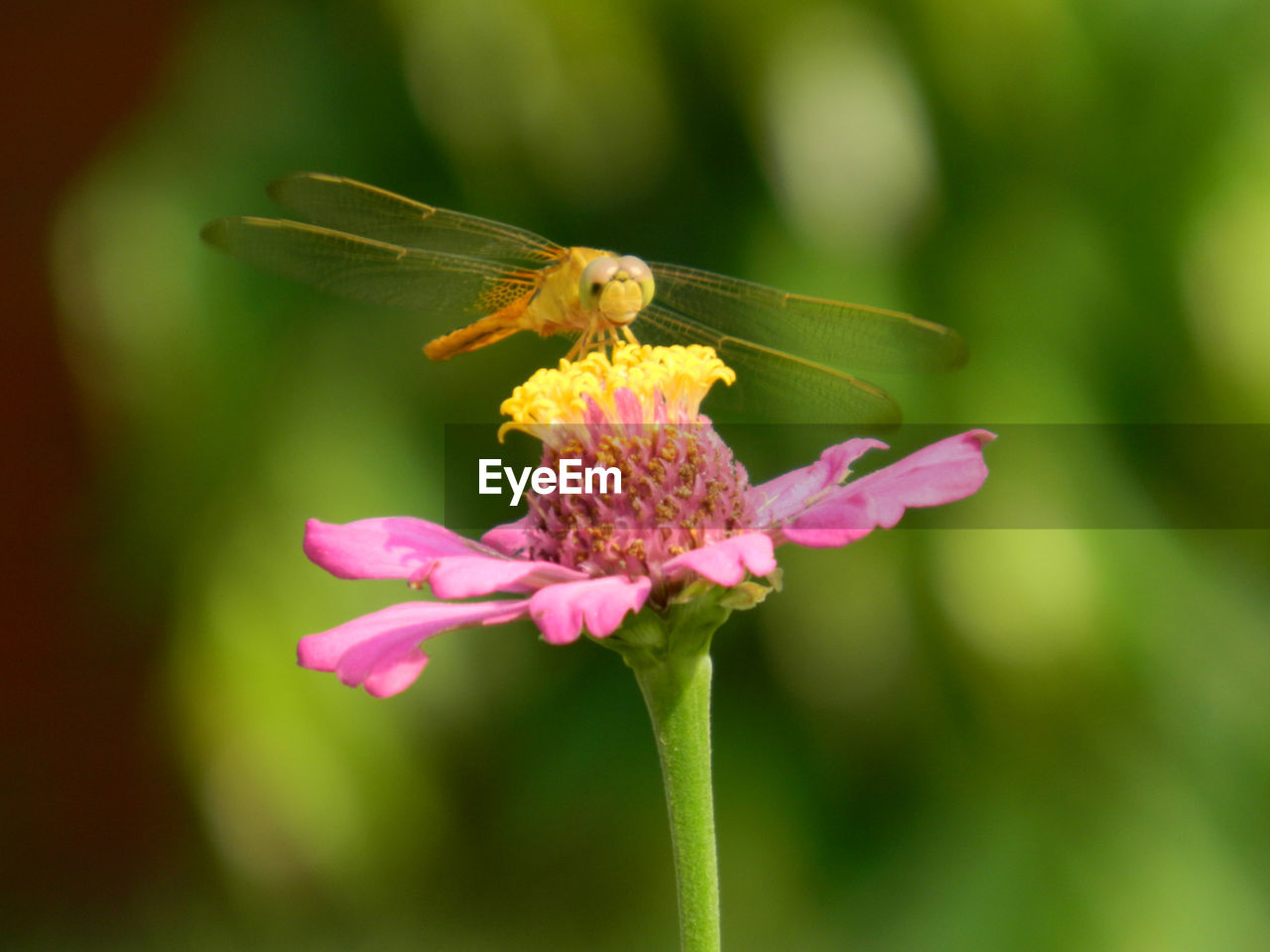 Close-up of insect pollinating flower