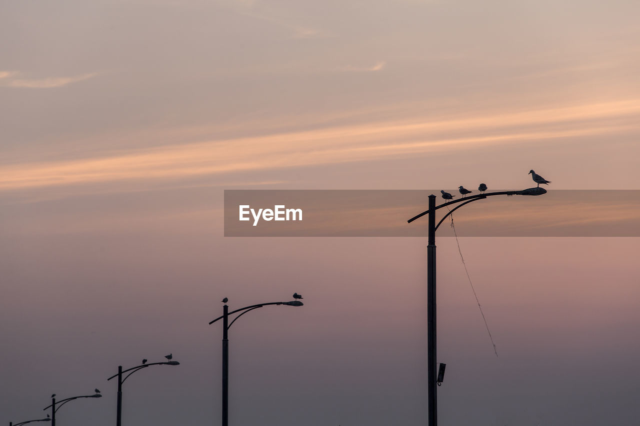 Low angle view of seagulls on street light at sunset