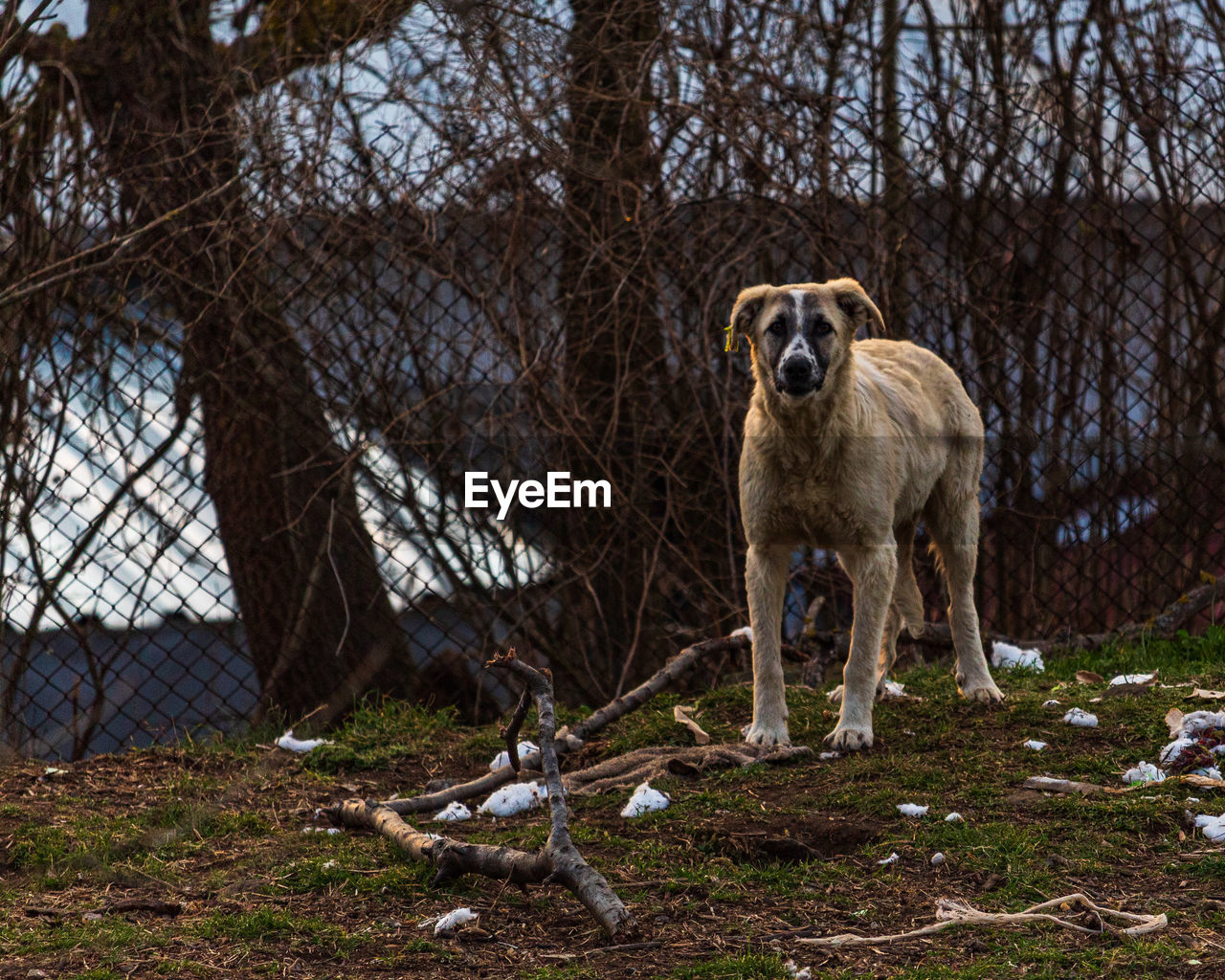 Portrait of a street dog