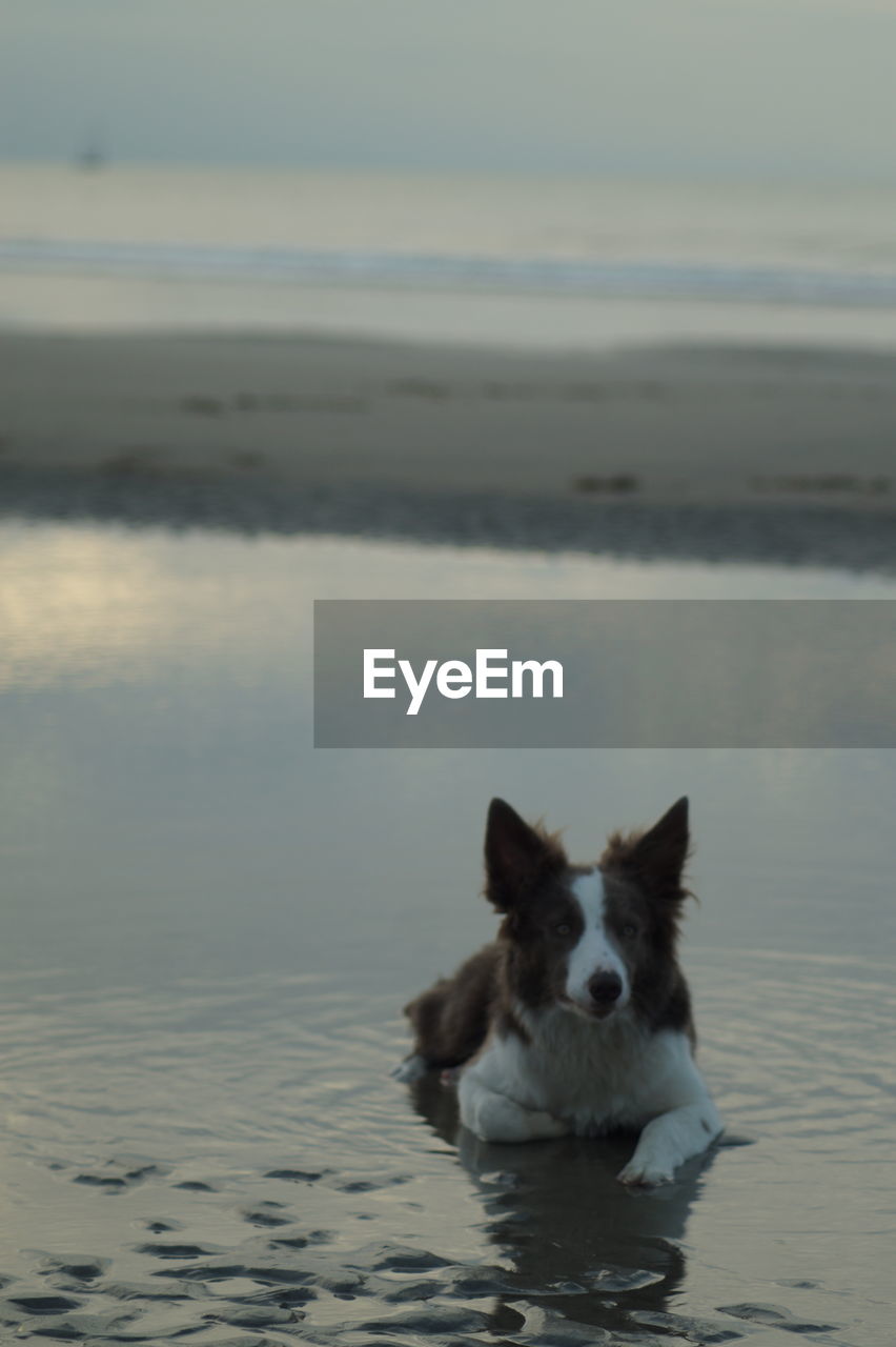 Portrait of dog on beach against sky