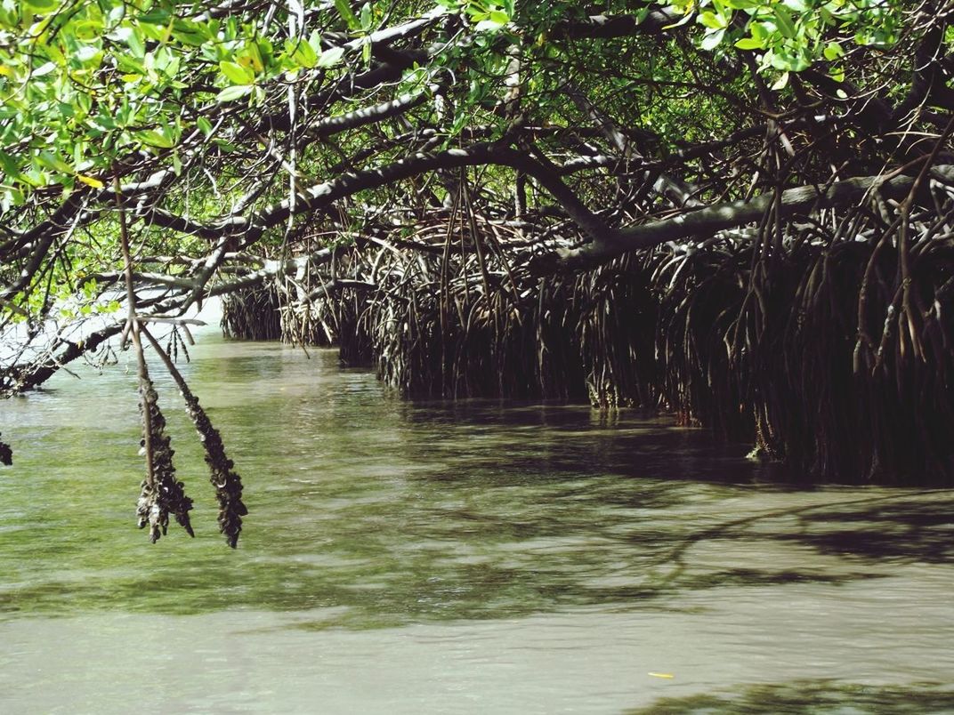 TREES BY POND