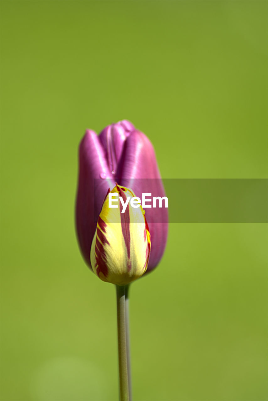 Close-up of tulip blooming against green background