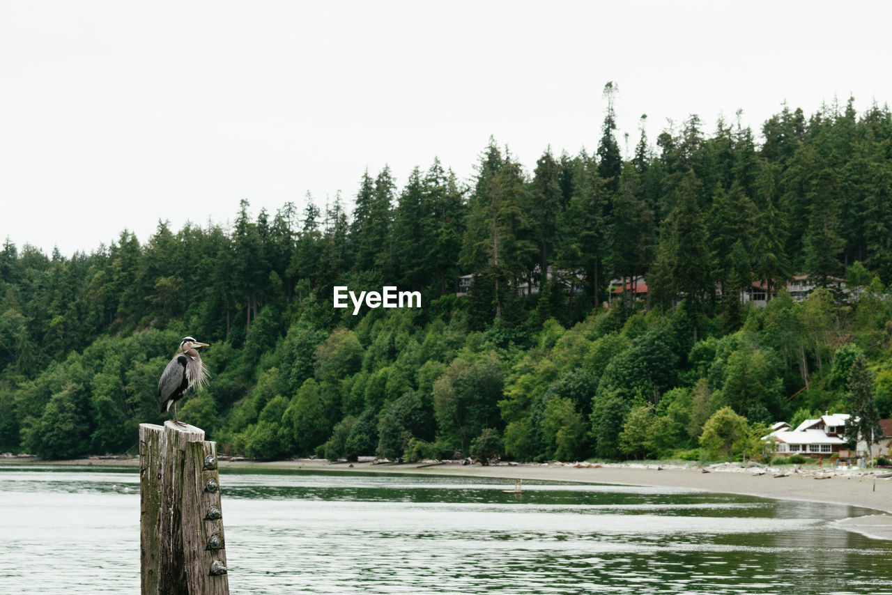 Wide angle view of a great blue heron at bowman bay in puget sound