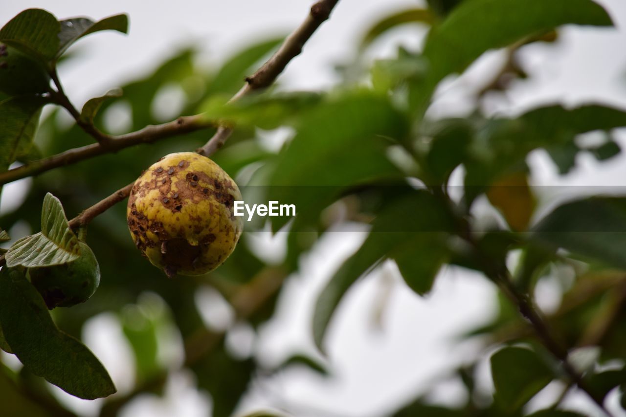food and drink, food, plant, tree, fruit, healthy eating, branch, leaf, plant part, produce, nature, growth, freshness, no people, agriculture, flower, wellbeing, green, close-up, outdoors, evergreen, blossom, ripe, environment, fruit tree, organic, day, shrub, tropical fruit, selective focus, low angle view, crop