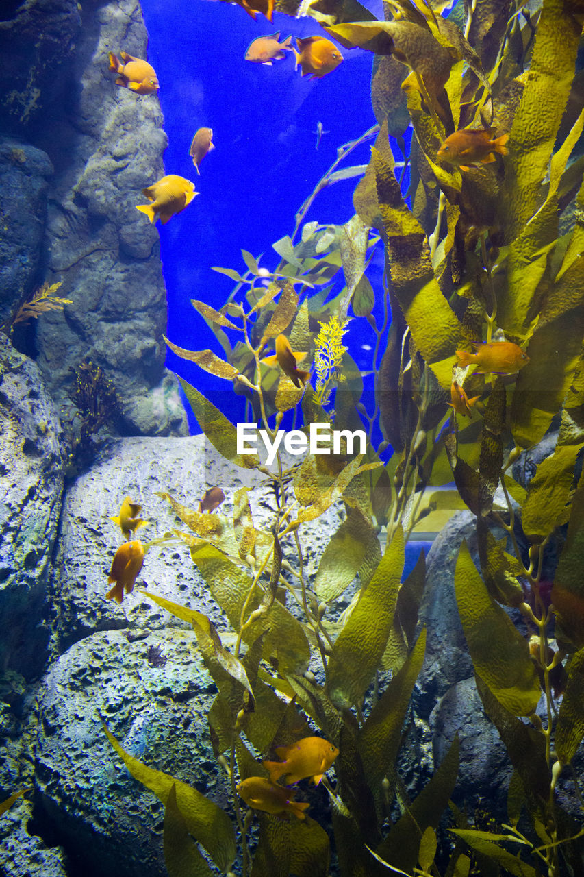 CLOSE-UP OF FISH IN SEA