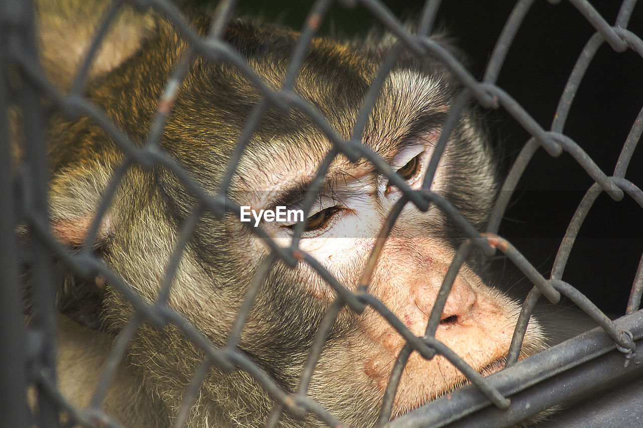 Crab-eating macaque