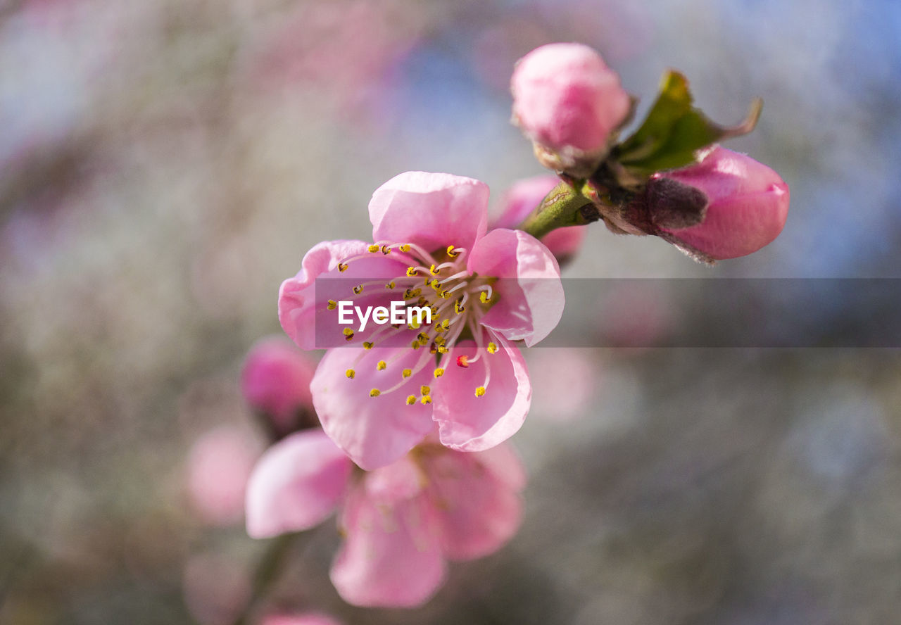 Close-up of pink flowers on branch