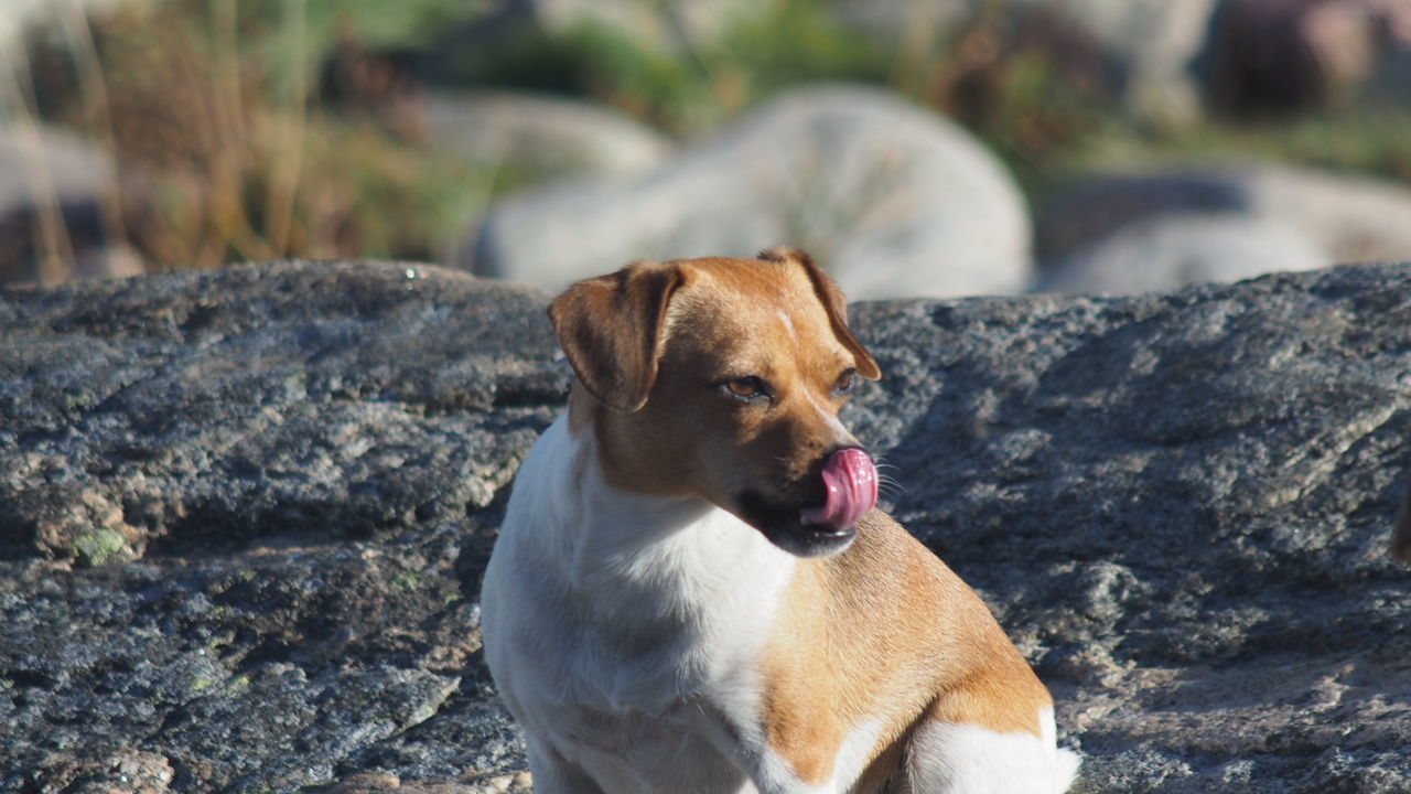 Close-up of dog looking away