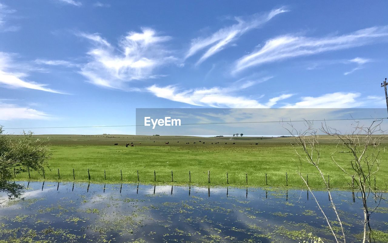 SCENIC VIEW OF RURAL LANDSCAPE