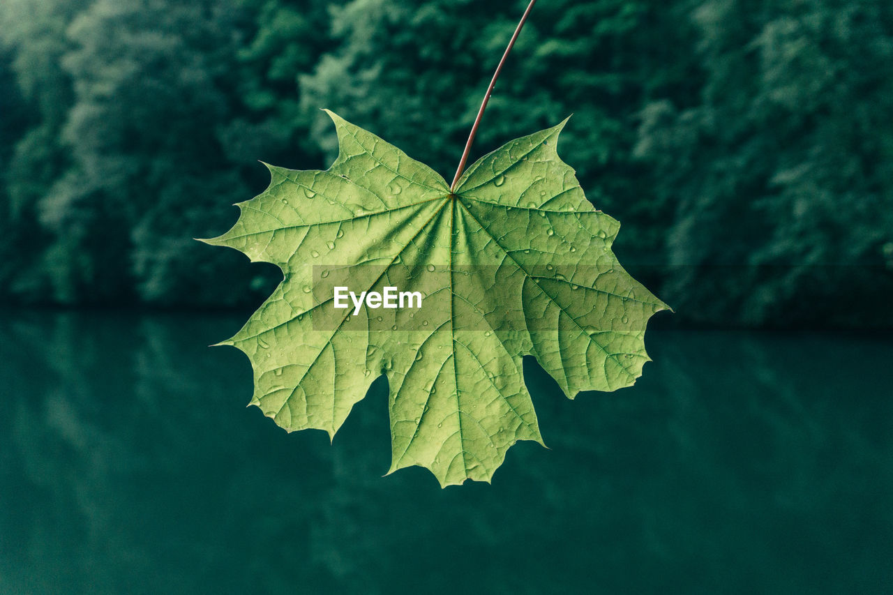 Wet leaf against lake