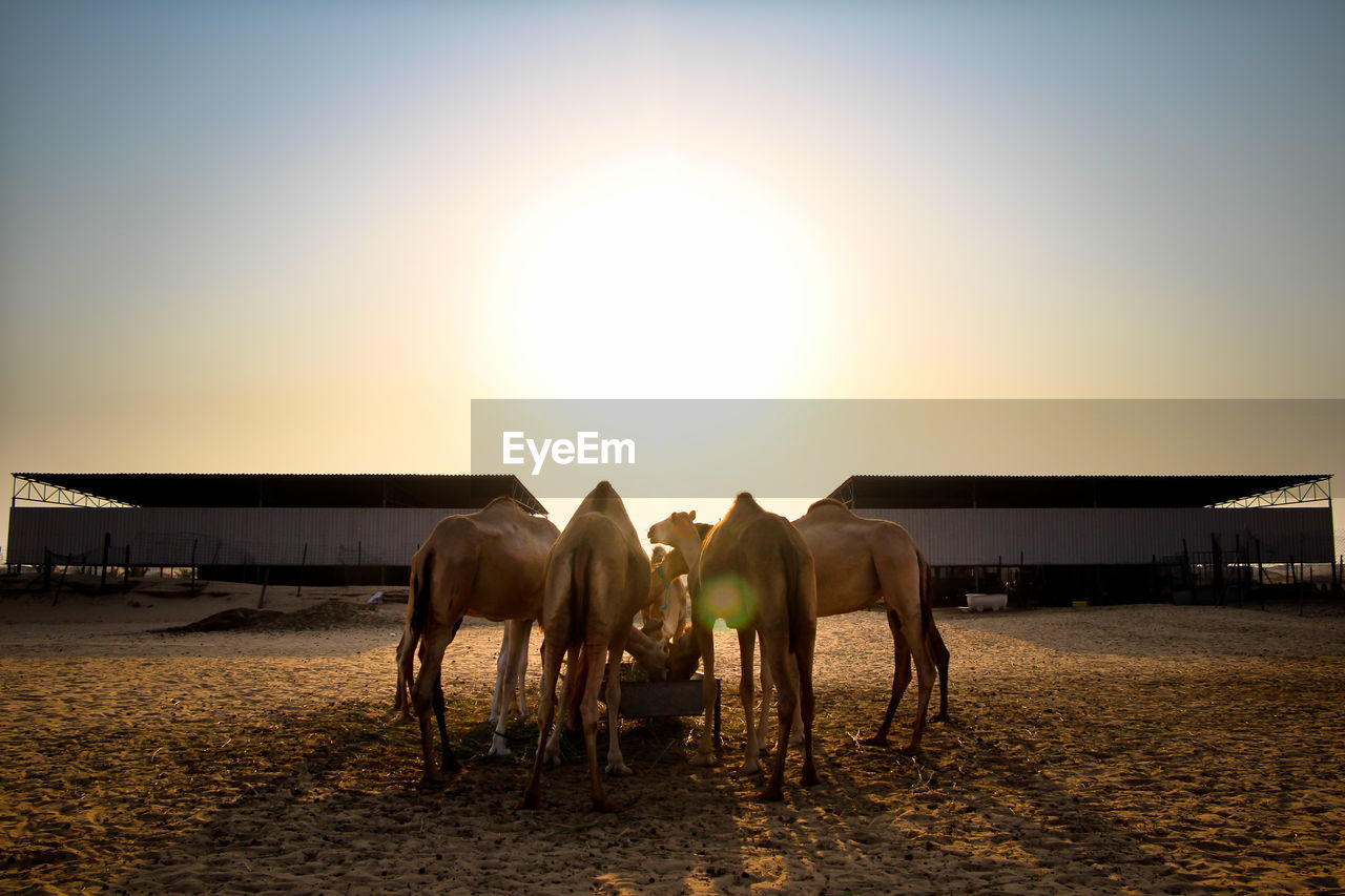 Camels standing in ranch against sky during sunset