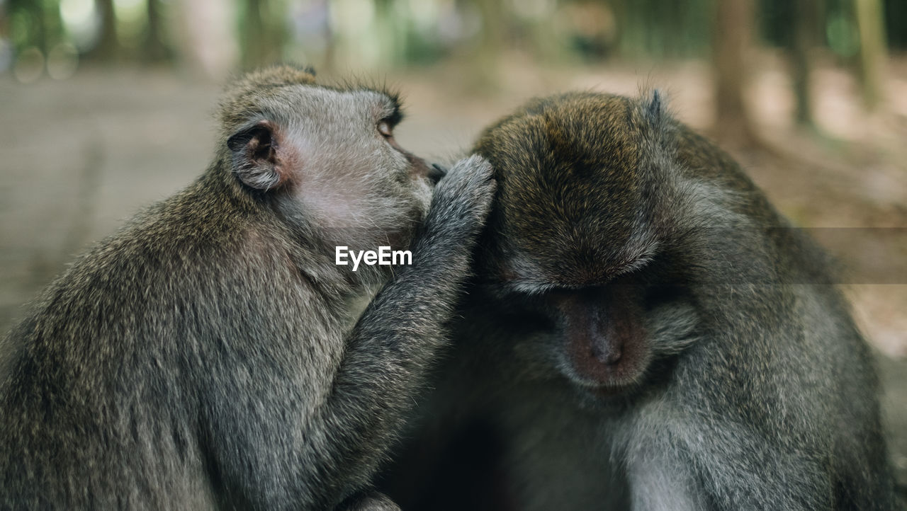 Monkeys sitting outdoors