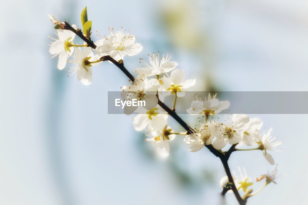 Close-up of white cherry blossoms in spring